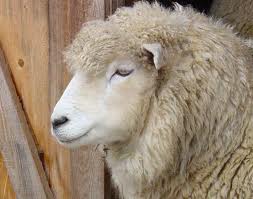 sheep