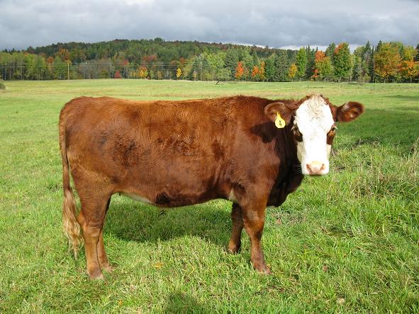 How Do Cows Eat Their Food How Do Cows Eat Their Food