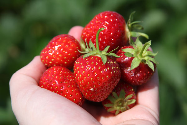 strawberries