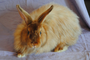 Satin Angora Bunny