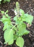 holy basil
